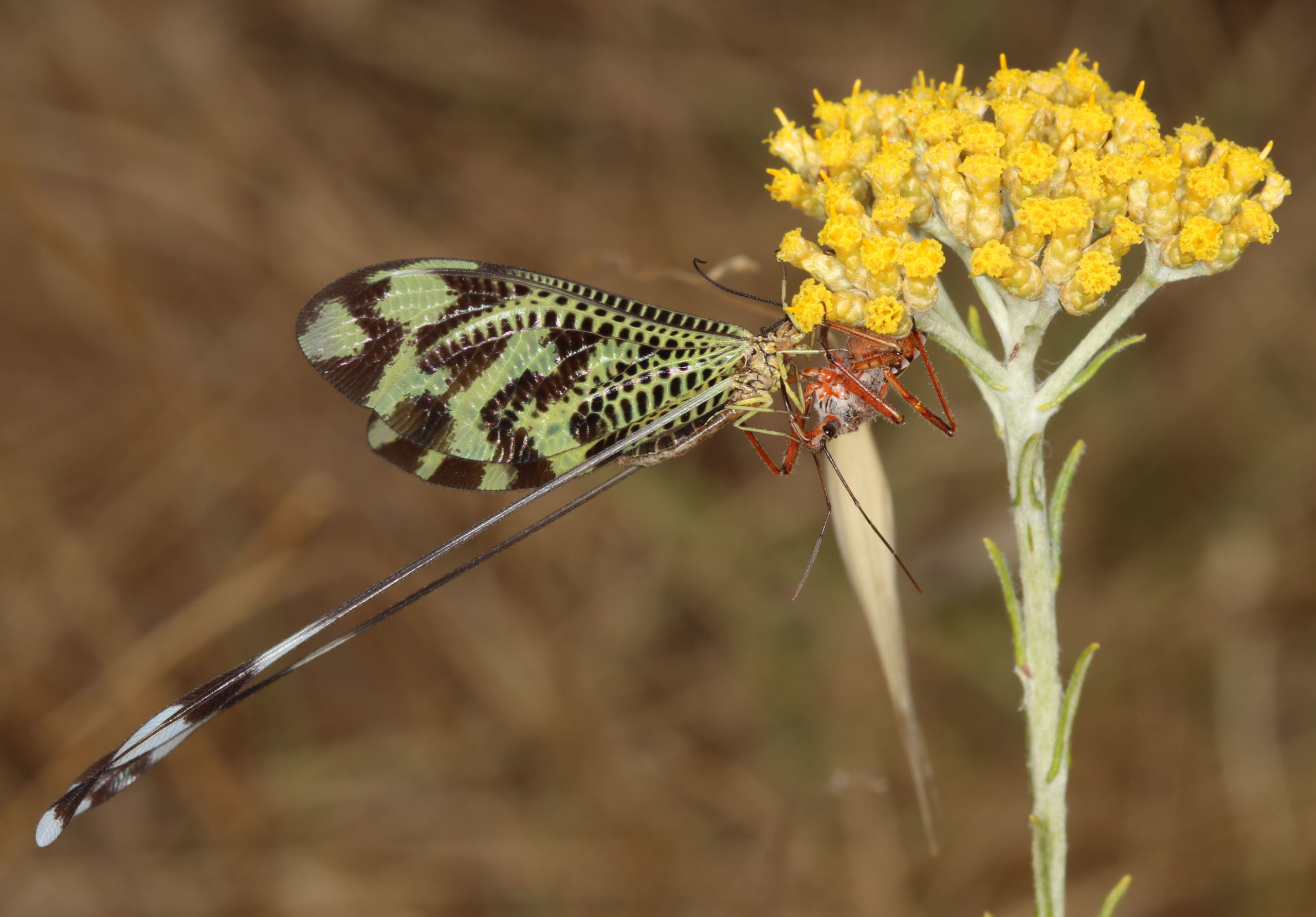 Sinuated Spoonwing, Nemoptera sinuata, and Rhinocoris iracundus on a plant with small yellow flowers